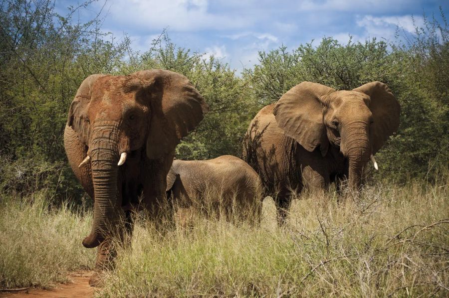 7 Day Madikwe & Cape Town
