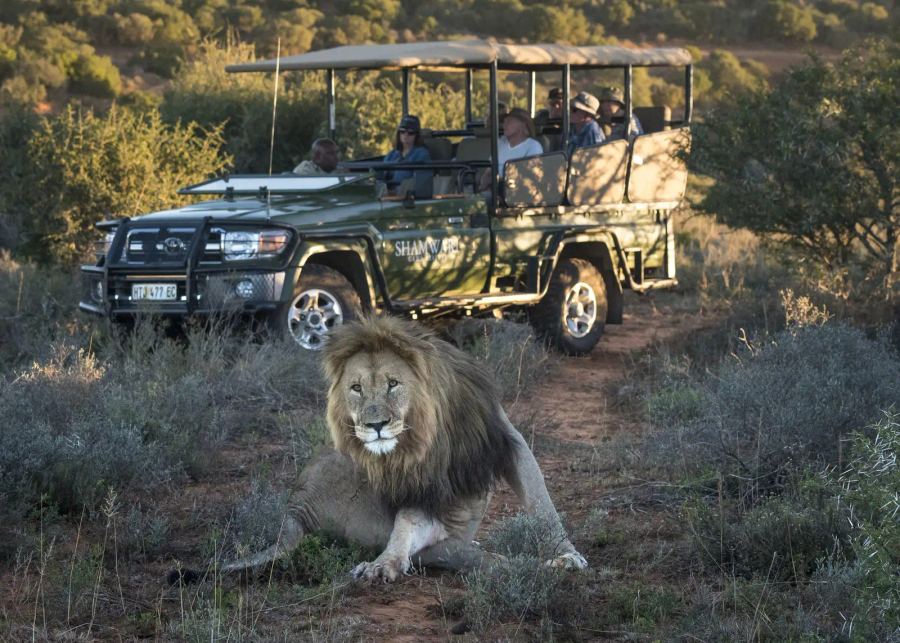Shamwari Long Lee Manor