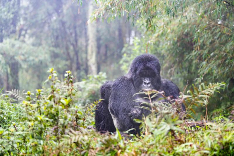  3-Day Rwanda Gorilla Trekking in Volcanoes National Park