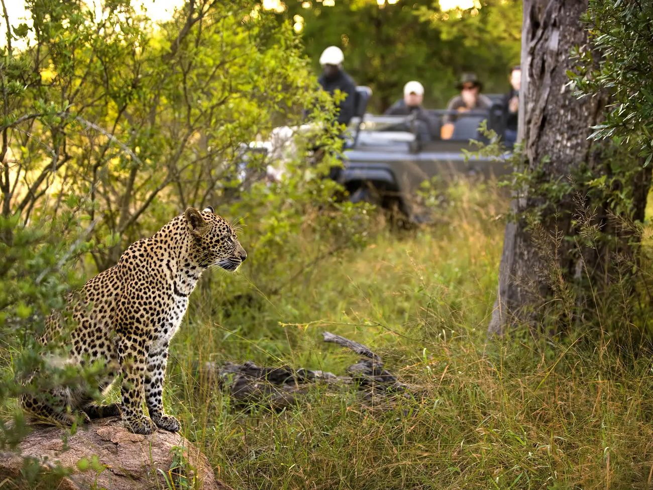 4-Day All-Inclusive Lion Sands Tinga Lodge Safari