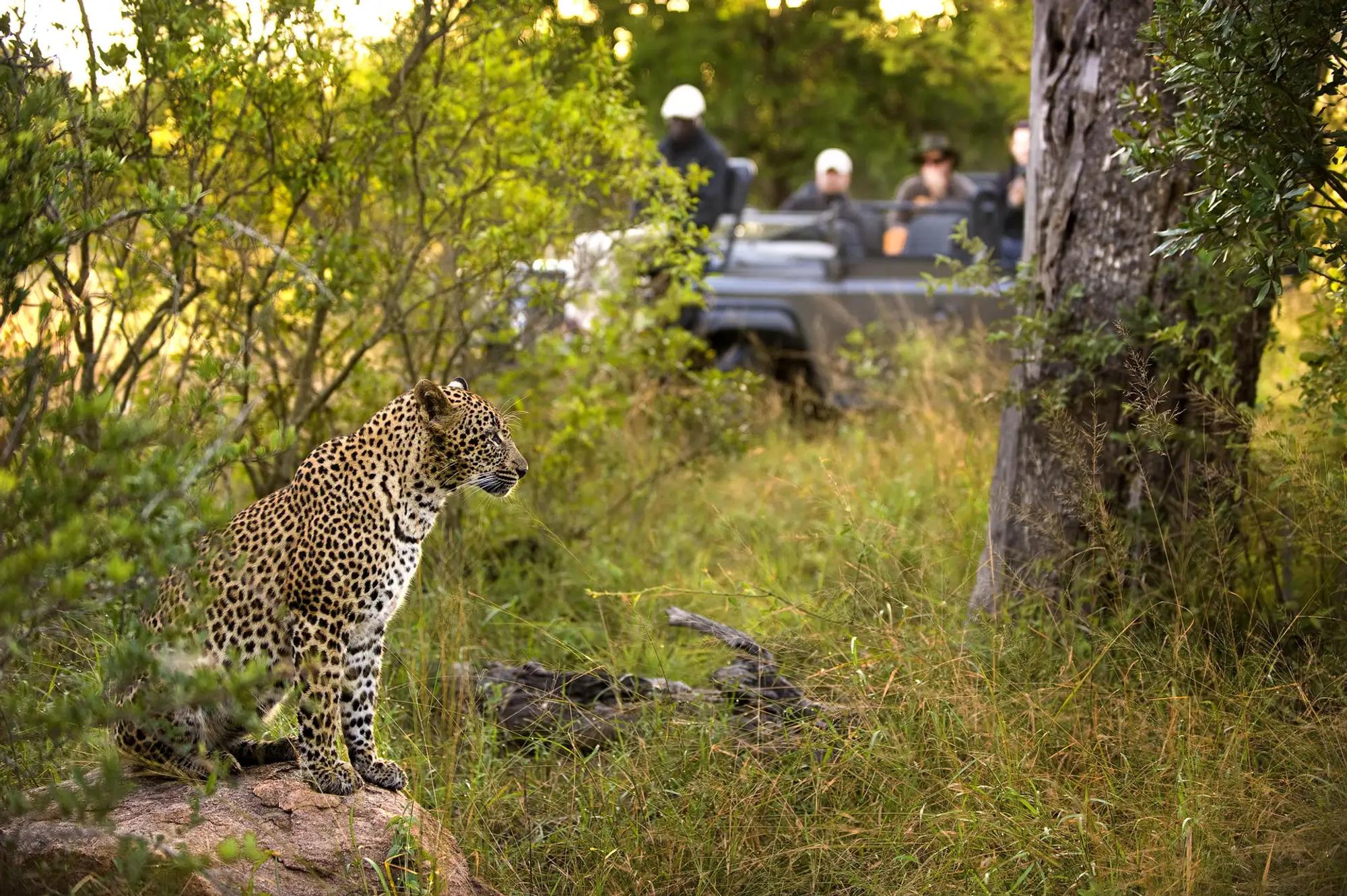 4-Day All-Inclusive Lion Sands Tinga Lodge Safari