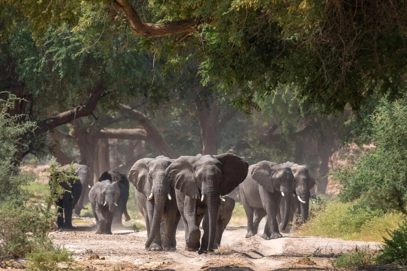 Desert-adapted Elephant in Damaraland