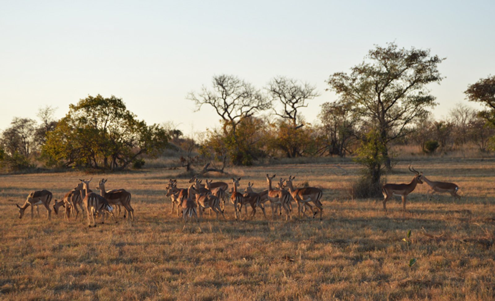 Sighting of a group of Springbok
