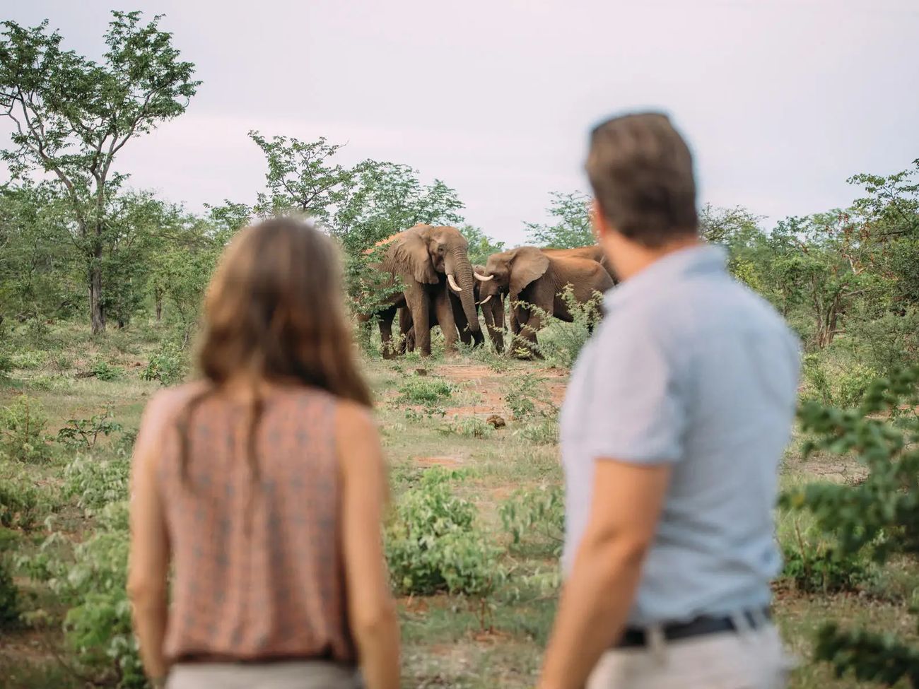 7-Day Safari Promotion: From Sabi Sands to Victoria Falls
