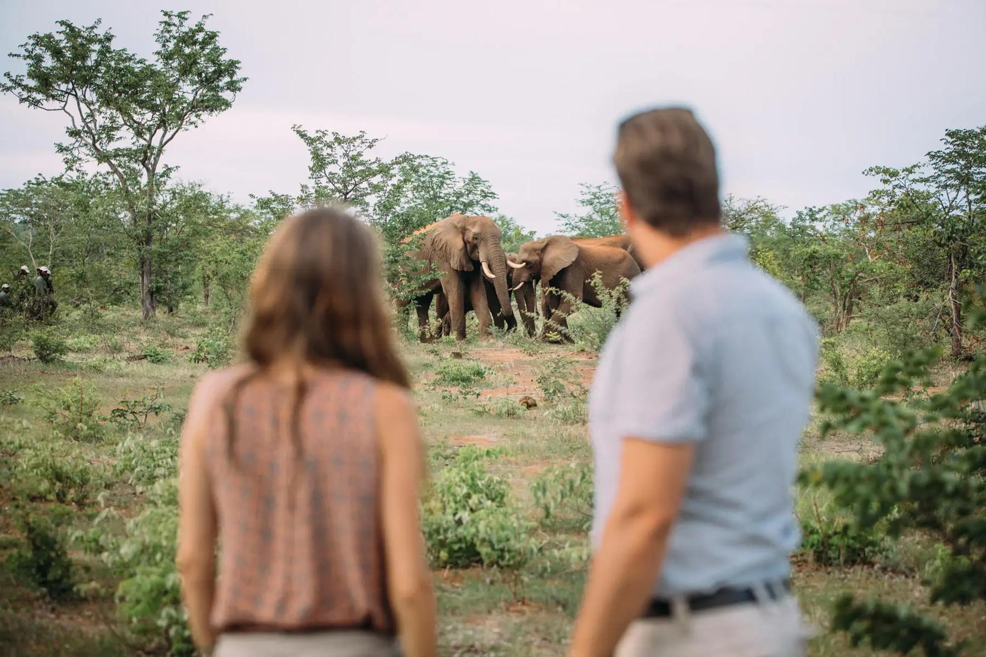 7-Day Safari Promotion: From Sabi Sands to Victoria Falls