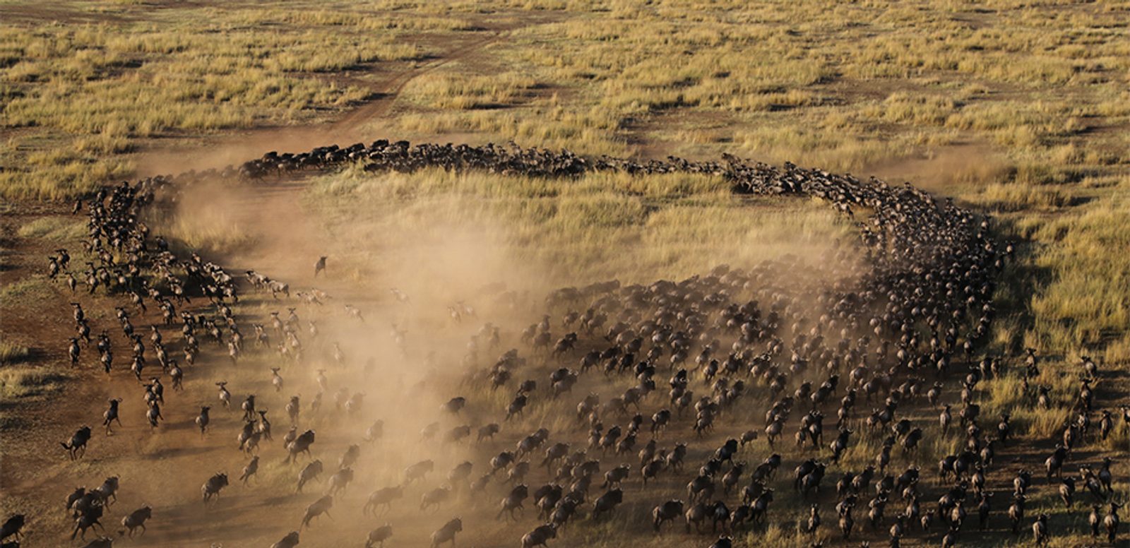 View from a Hot Air Balloon of the Great Wildebeest Migration barricade.