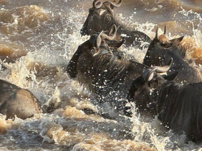 Our guests from the US experienced a Northern Serengeti safari and witnessed the dramatic wildebeest crossing firsthand." When the wildebeest busted through the bushes next to our truck we were stunned. "