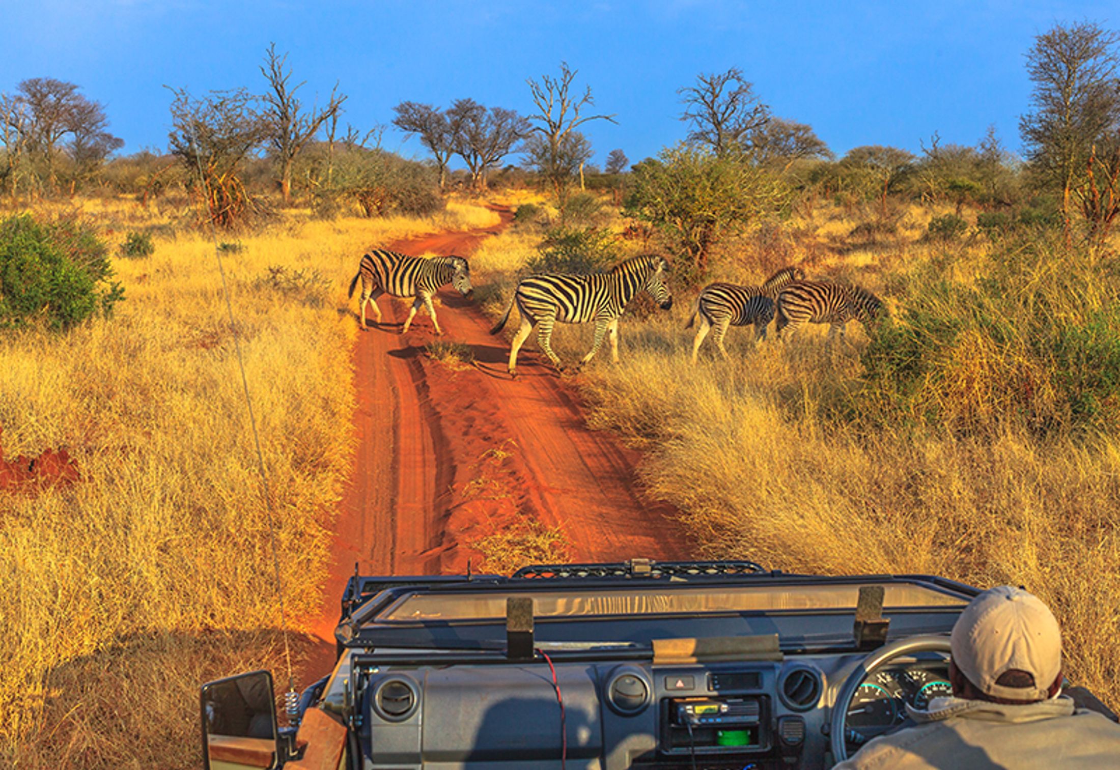 Top 5 Family Friendly South African Safaris