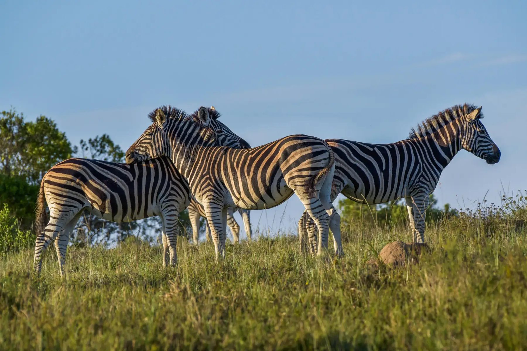 Lalibela Wildlife Reserve