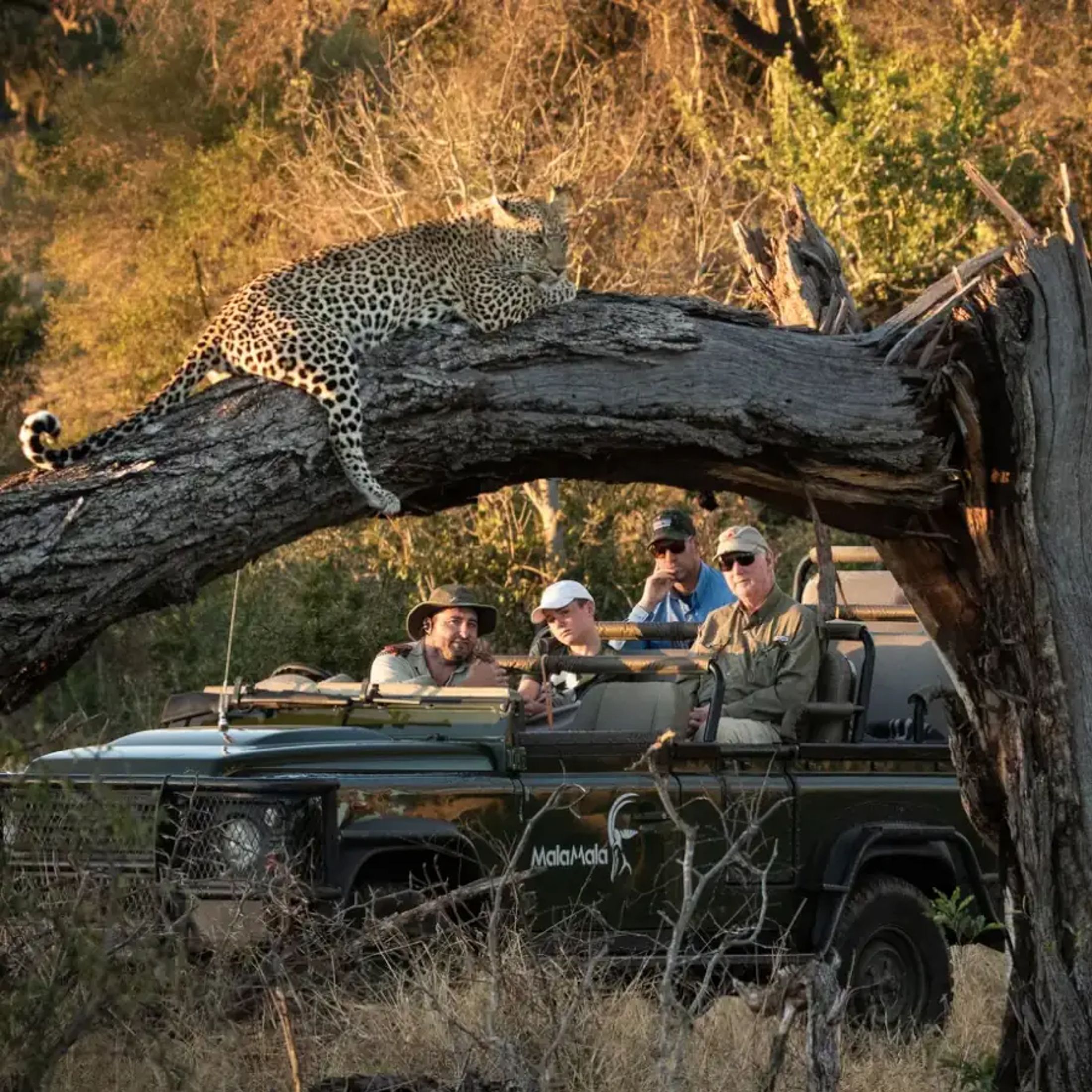 The Best Safaris in October/November (Part 2)