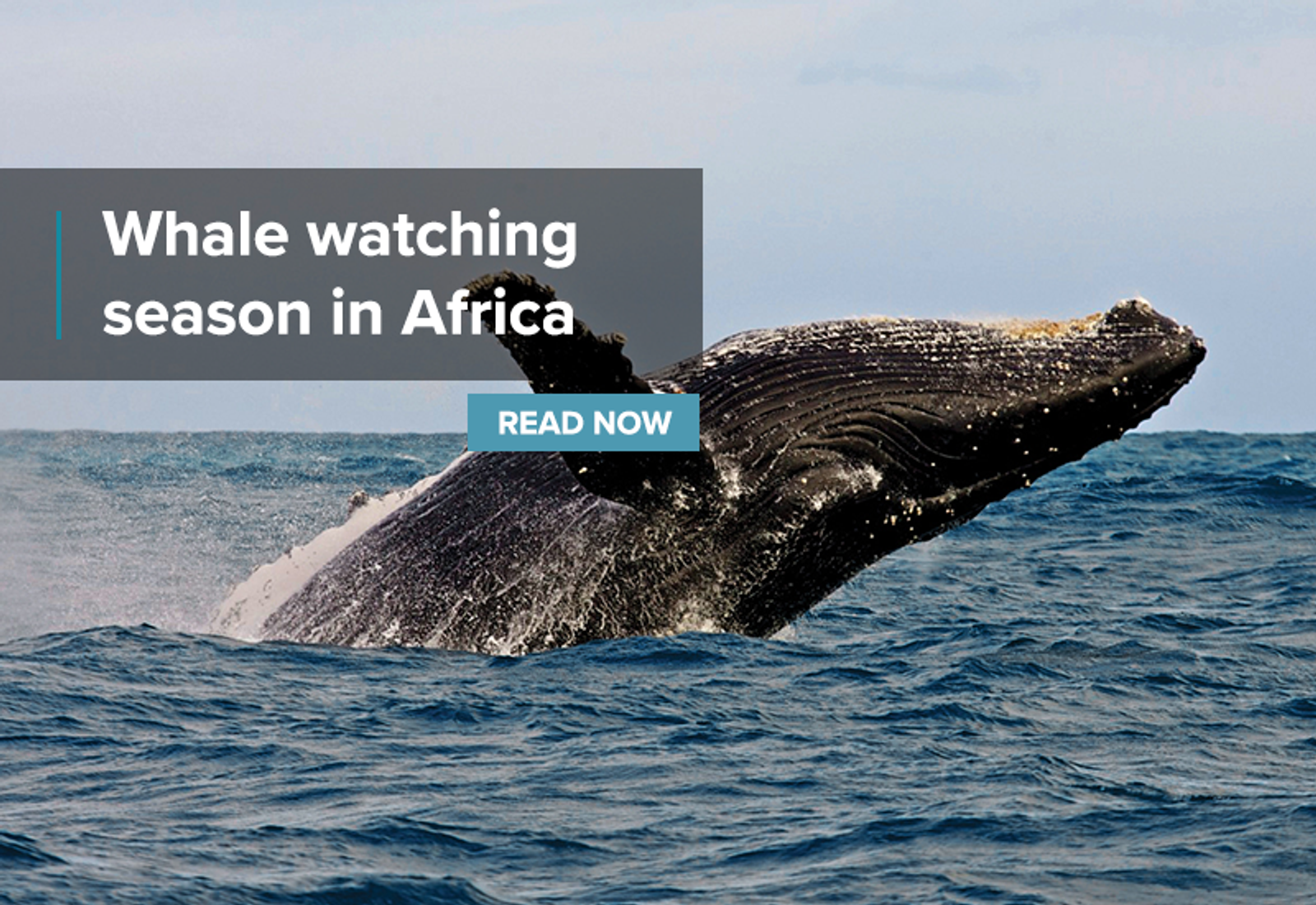 whale breaching the water in hermanus