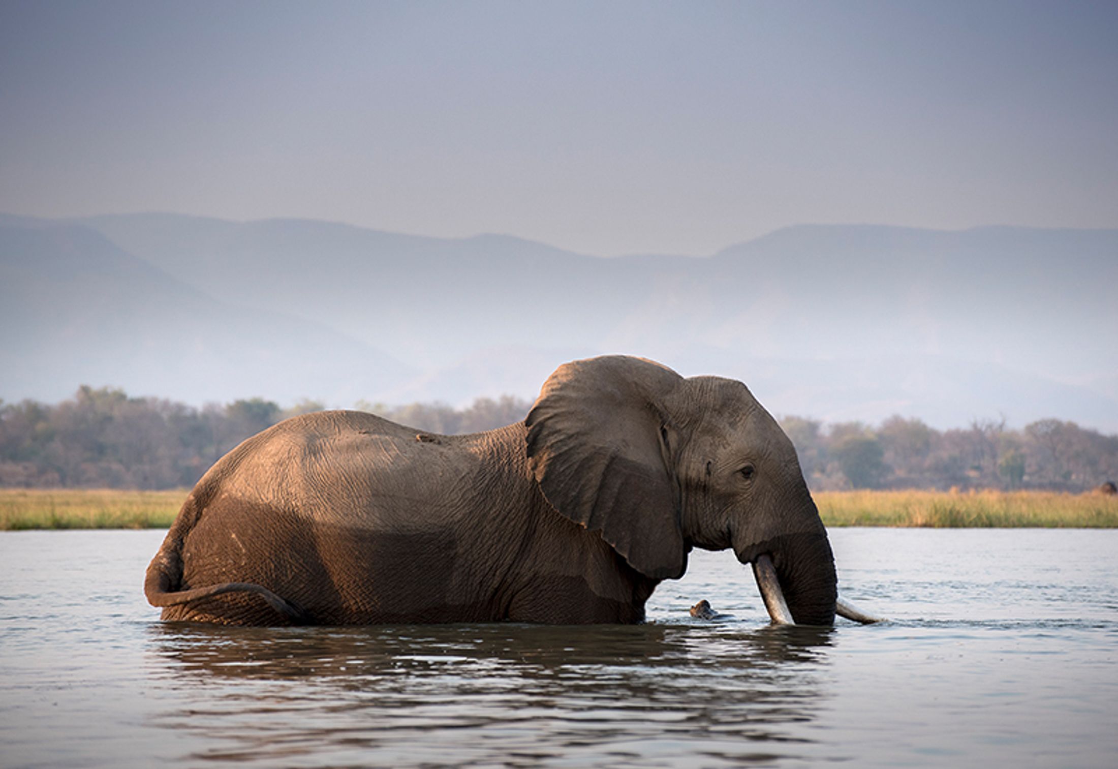 How, when & where to plan your safari post COVID-19