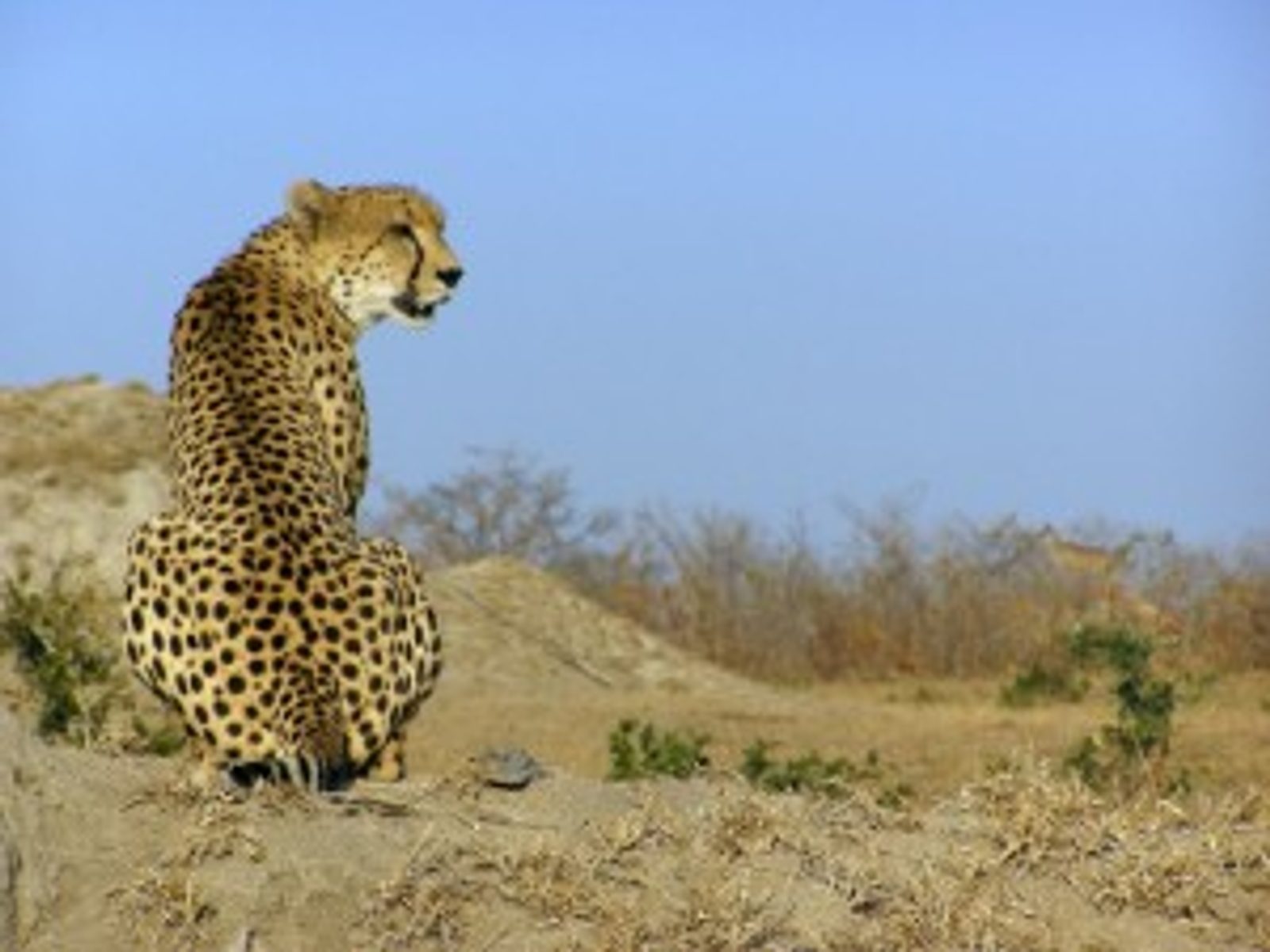 © Chris Renshaw/Ashby Images