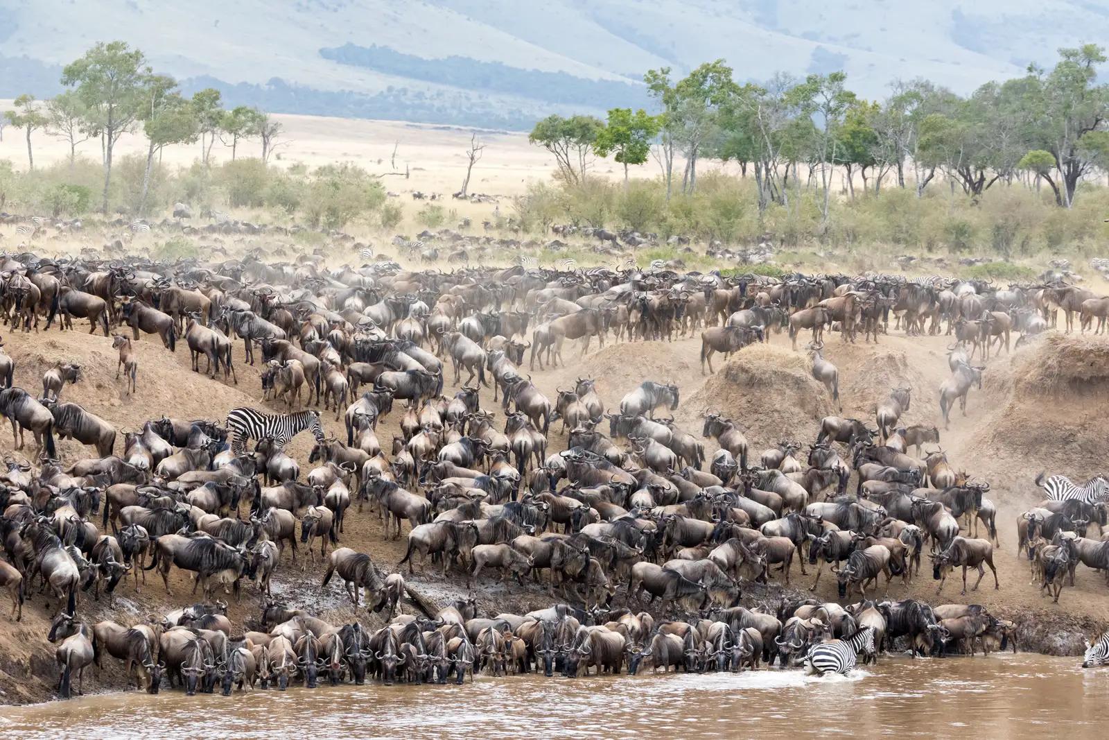 4 Day Fly-in Masai Mara Safari