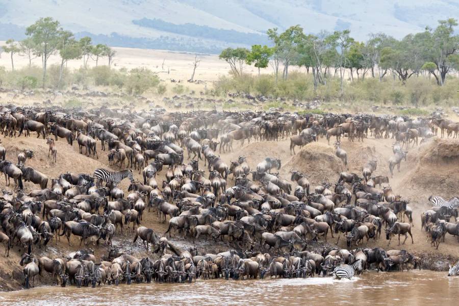 4 Day Fly-in Masai Mara Safari