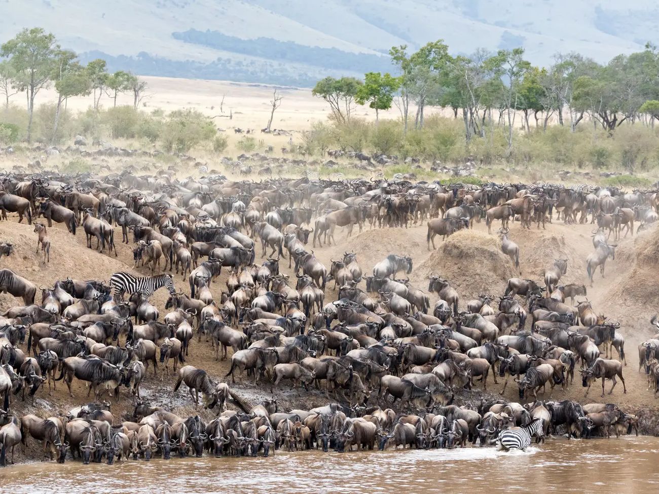 4 Day Fly-in Masai Mara Safari