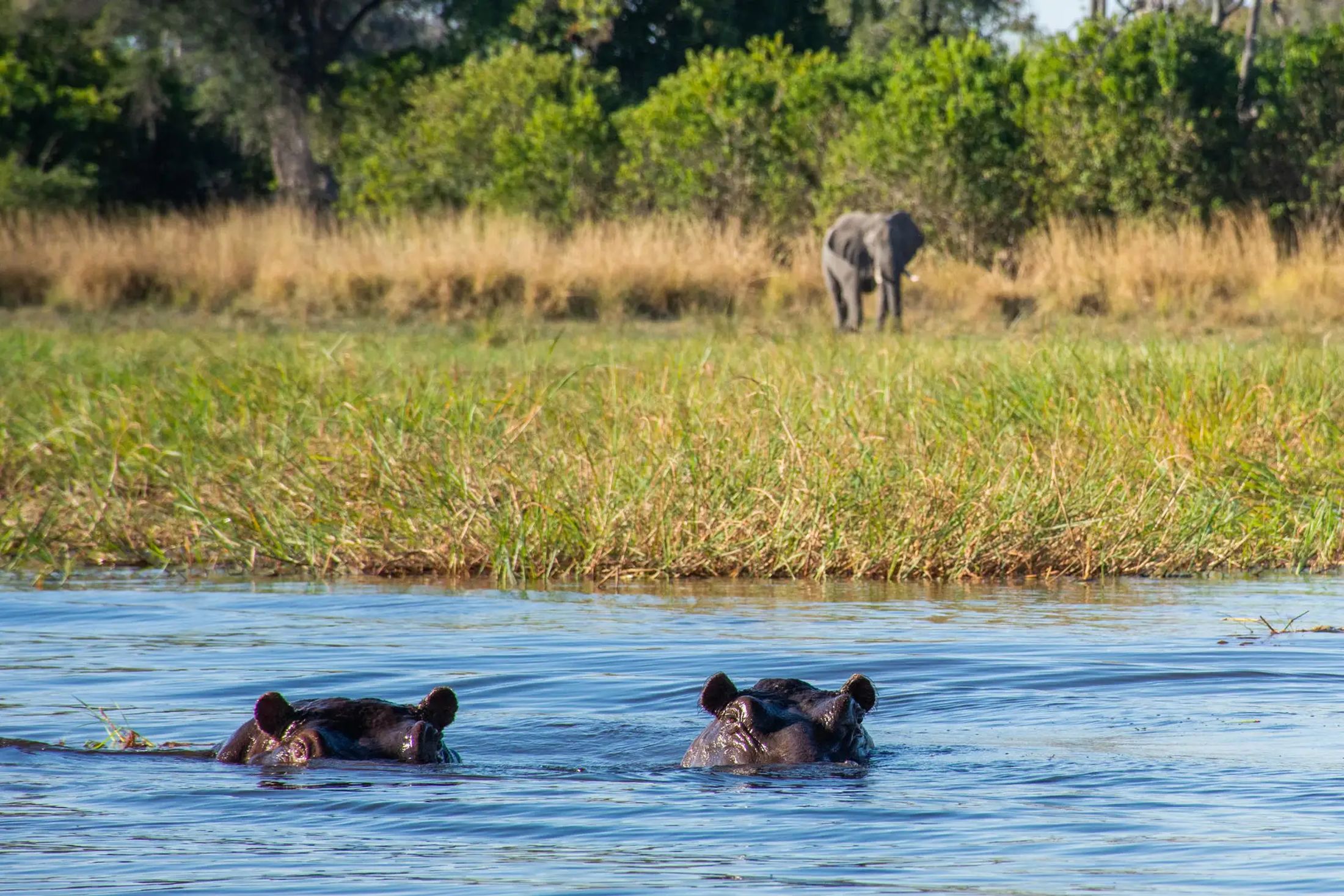 Six of Our Best Botswana Safari Packages