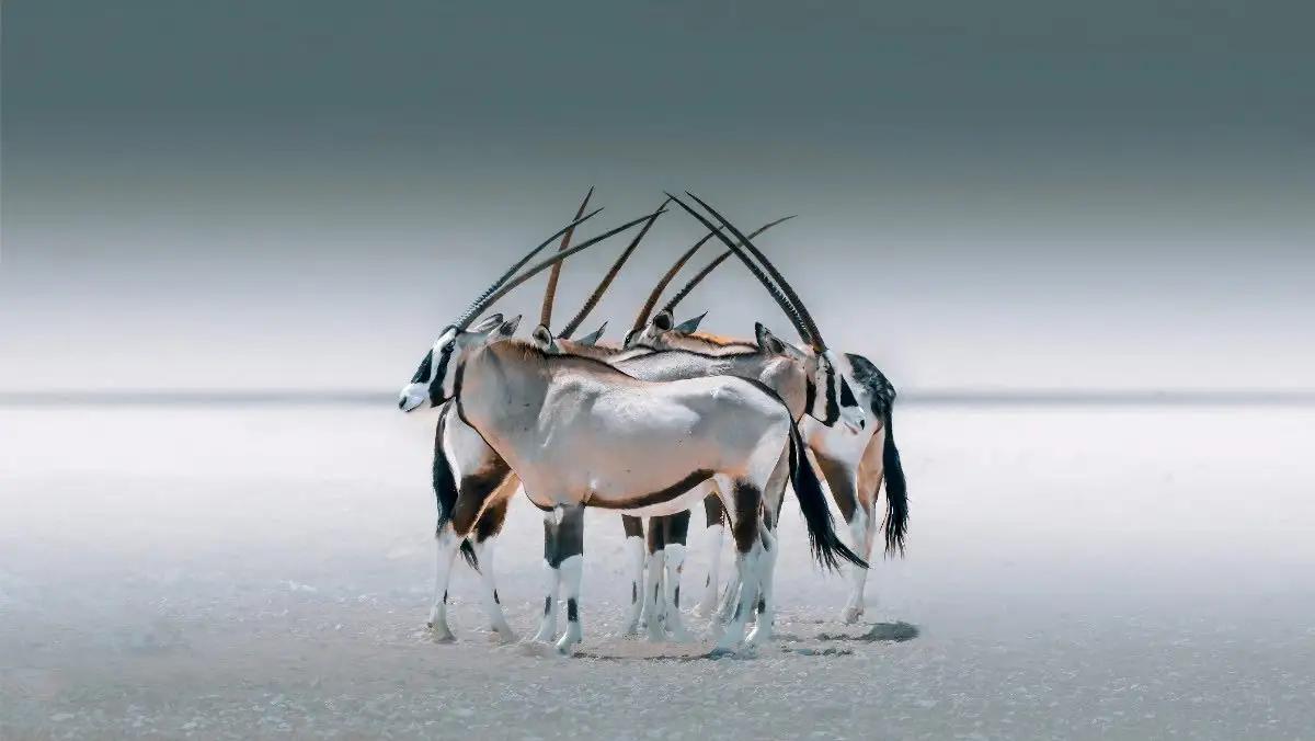 写真　アニマルトレーナー オルガ・セレステ プレスフォト Framing the Wild: Solly Levi on Photography, Africa, and the Art