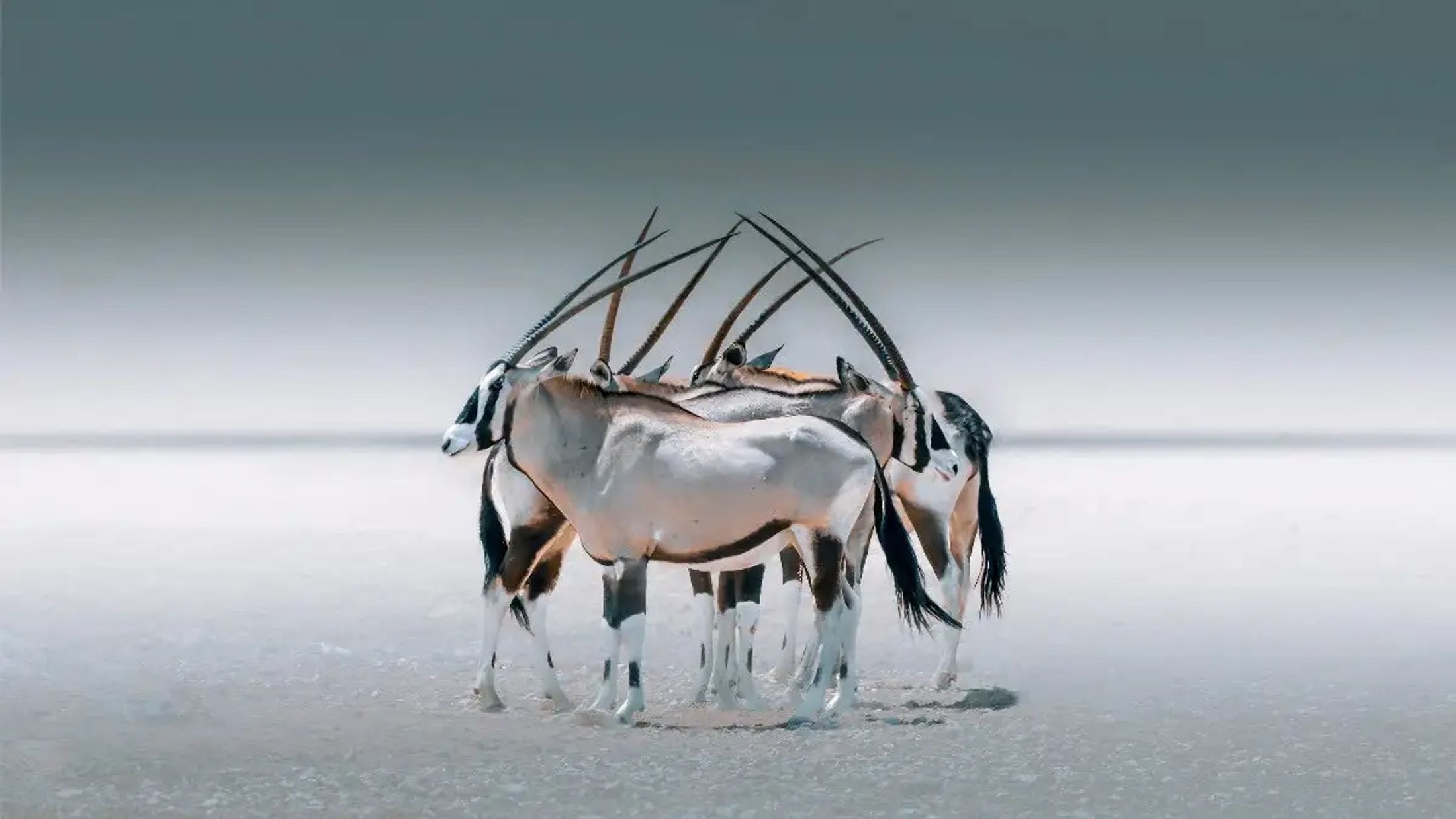 Framing the Wild: Solly Levi on Photography, Africa, and the Art of Seeing