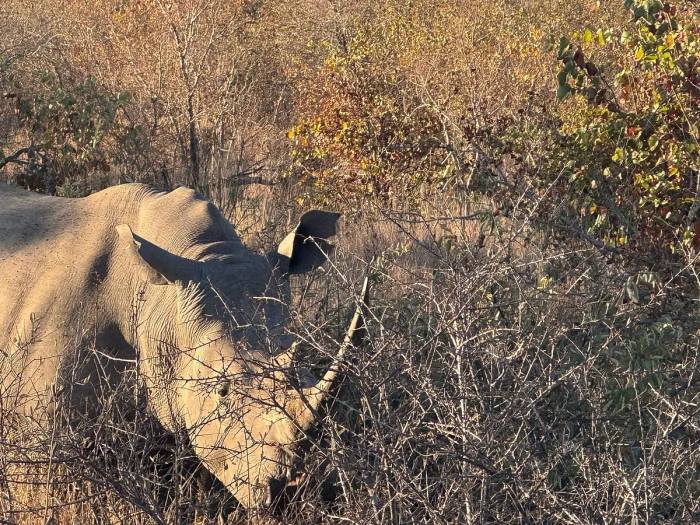 USA guests enjoyed a luxury journey through South Africa, Zambia, and Zimbabwe, from Cape Town’s The Marly Boutique Hotel to Simbavati Hilltop Lodge, Victoria Falls’ Royal Livingstone Hotel, and Malori Mashuma Camp.