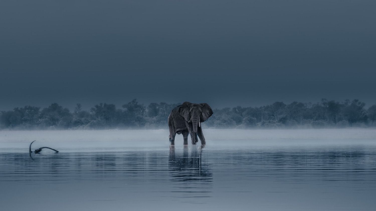 Framing the Wild: Solly Levi on Photography, Africa, and the Art