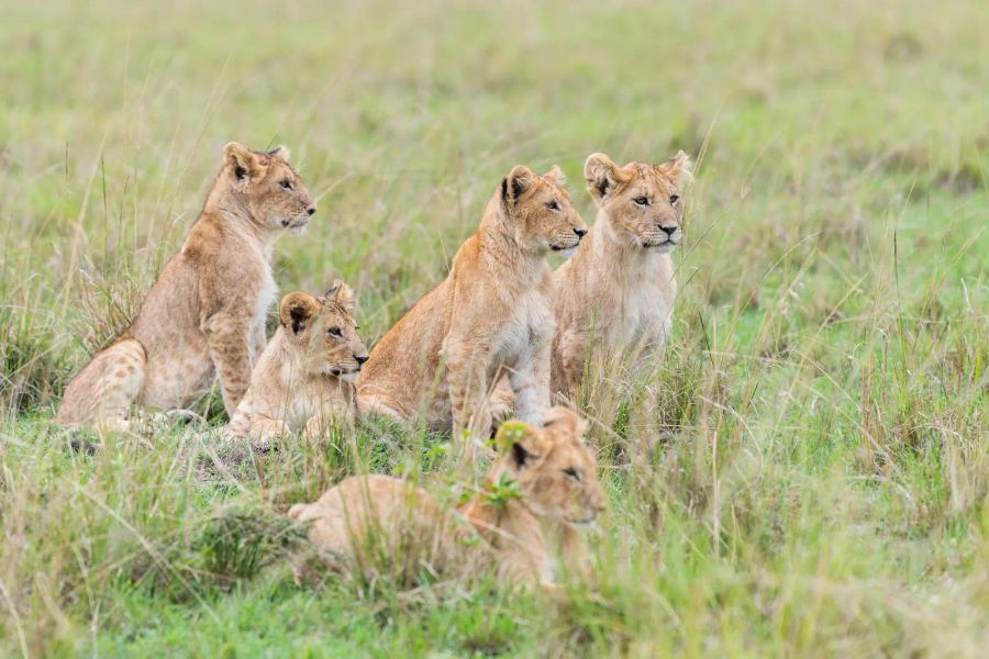 6 Day Great Migration Safari - Natures Most Spectacular Show