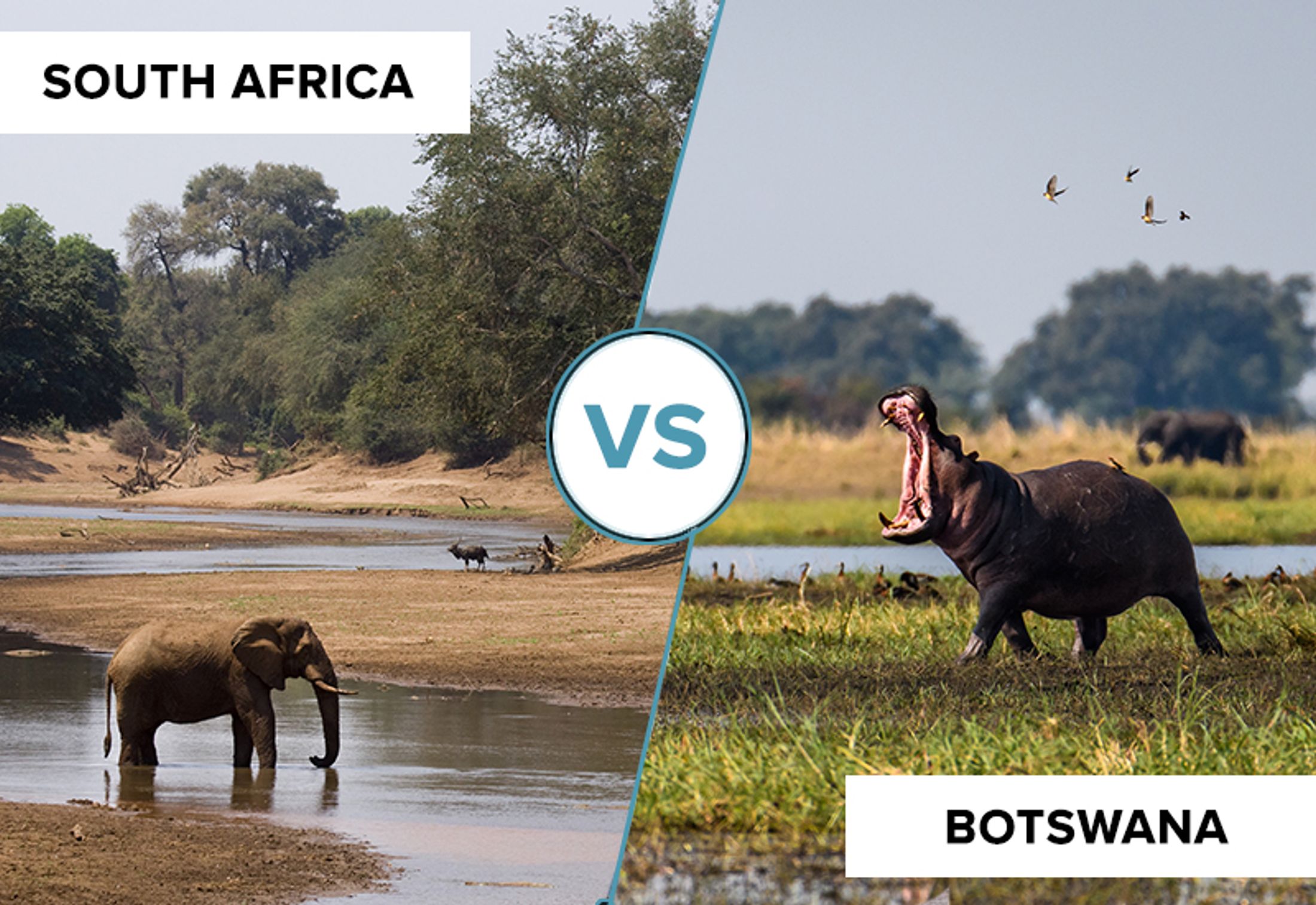 South Africa vs Botswana Safari