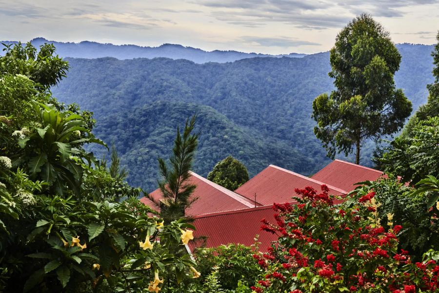 3-Day All Inclusive Fly-in Gorilla Safari