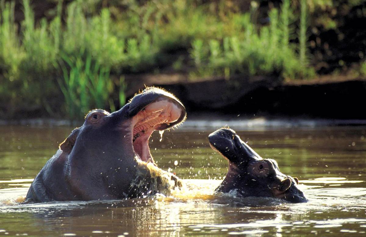 Kariega Game Reserve