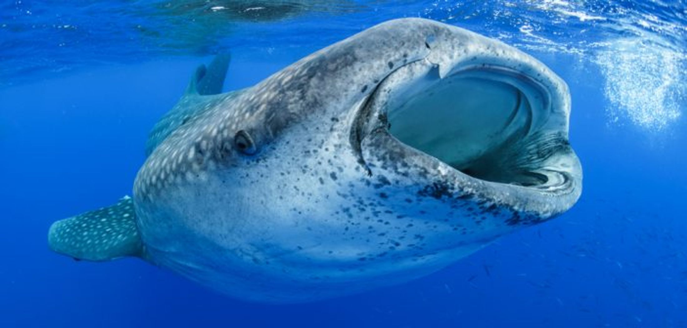 One tiny island… the world’s largest fish