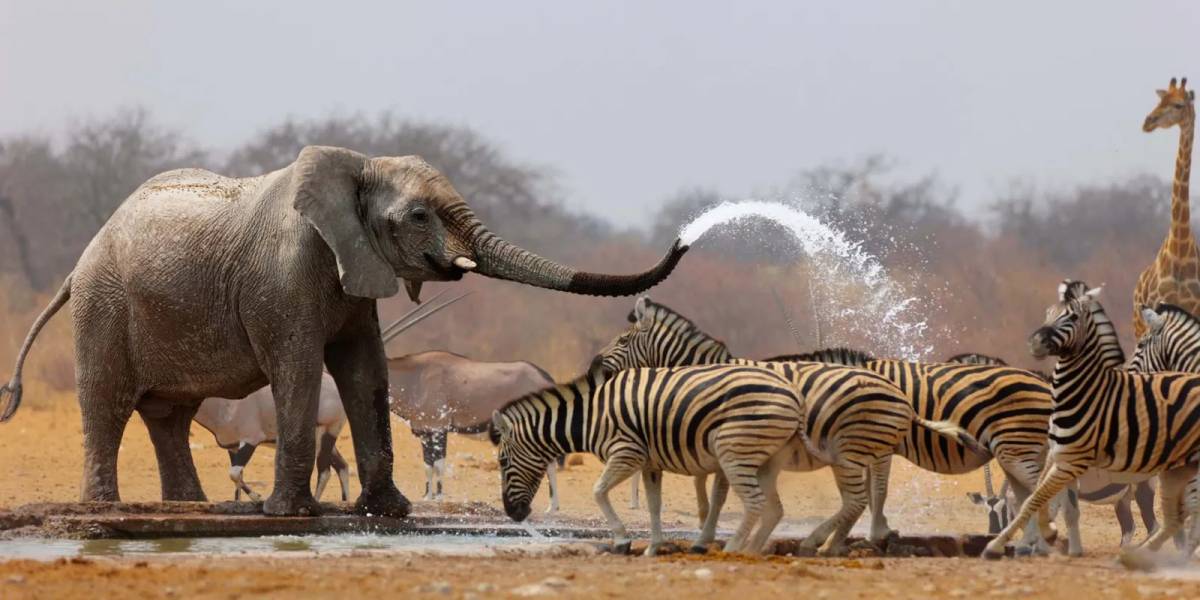 Kapama Game Reserve