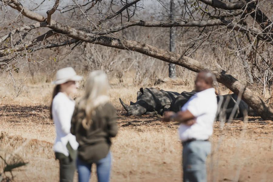 Toka Leya Safari Camp