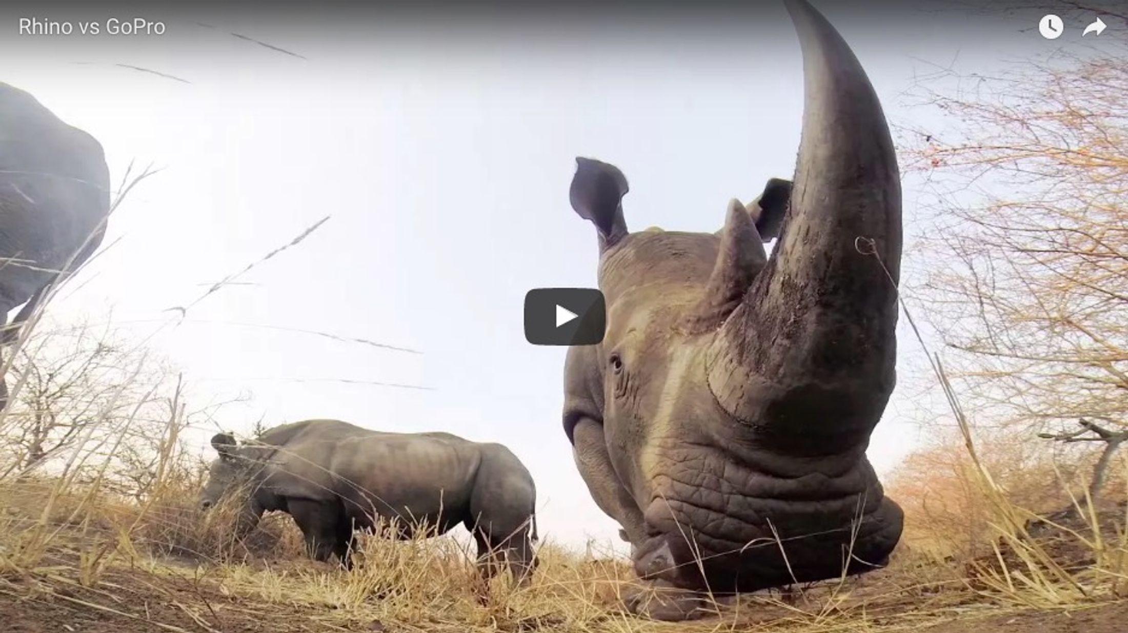 Did you know? A Group of Rhinos are Referred to as a Crash....