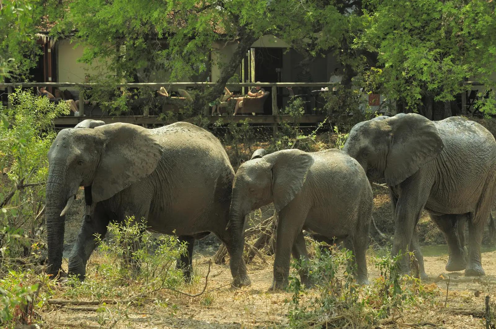6 Day Magical Kruger Park & Cape Town Safari
