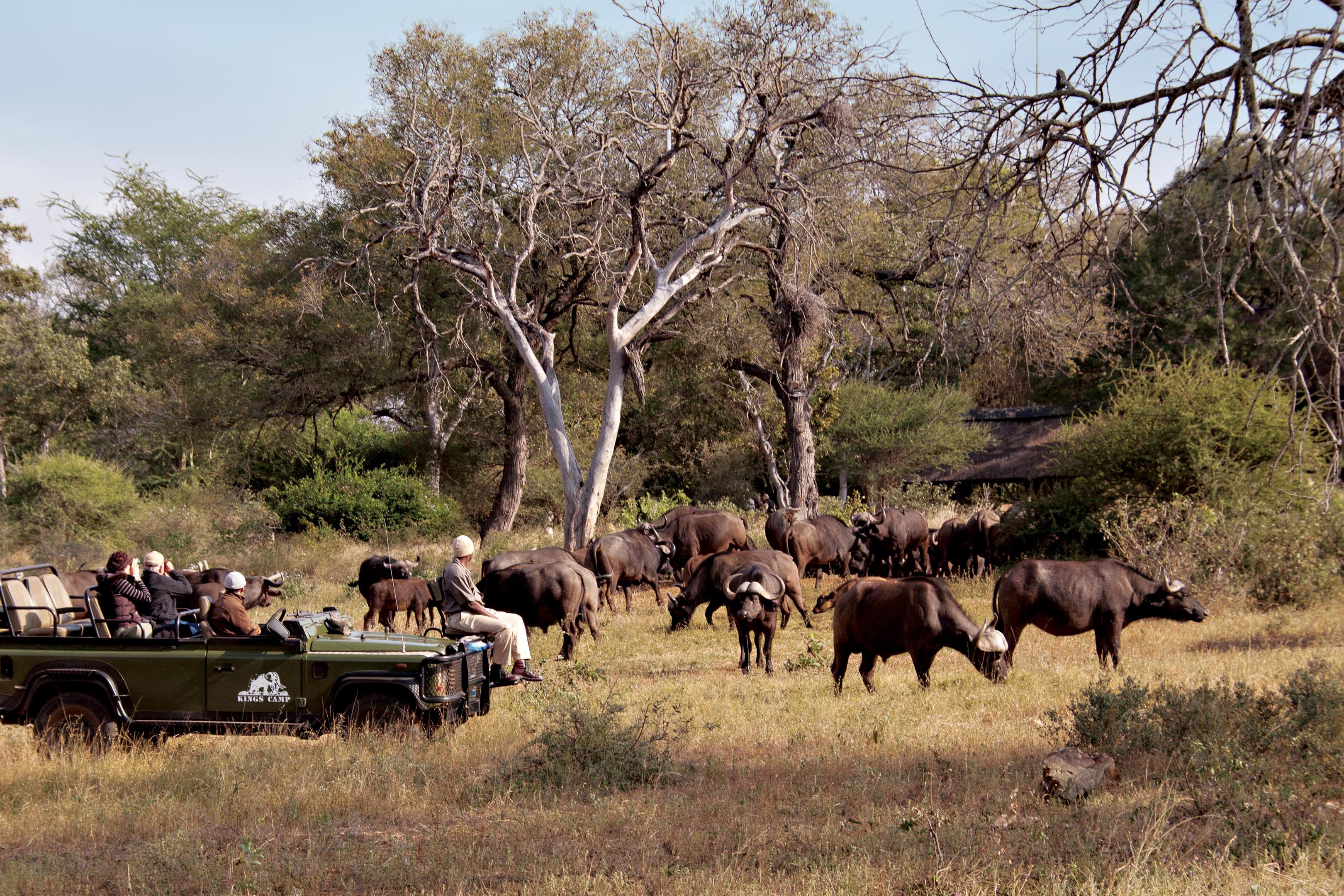 7 Day Sumptuous Timbavati And Sabi Sand Safari