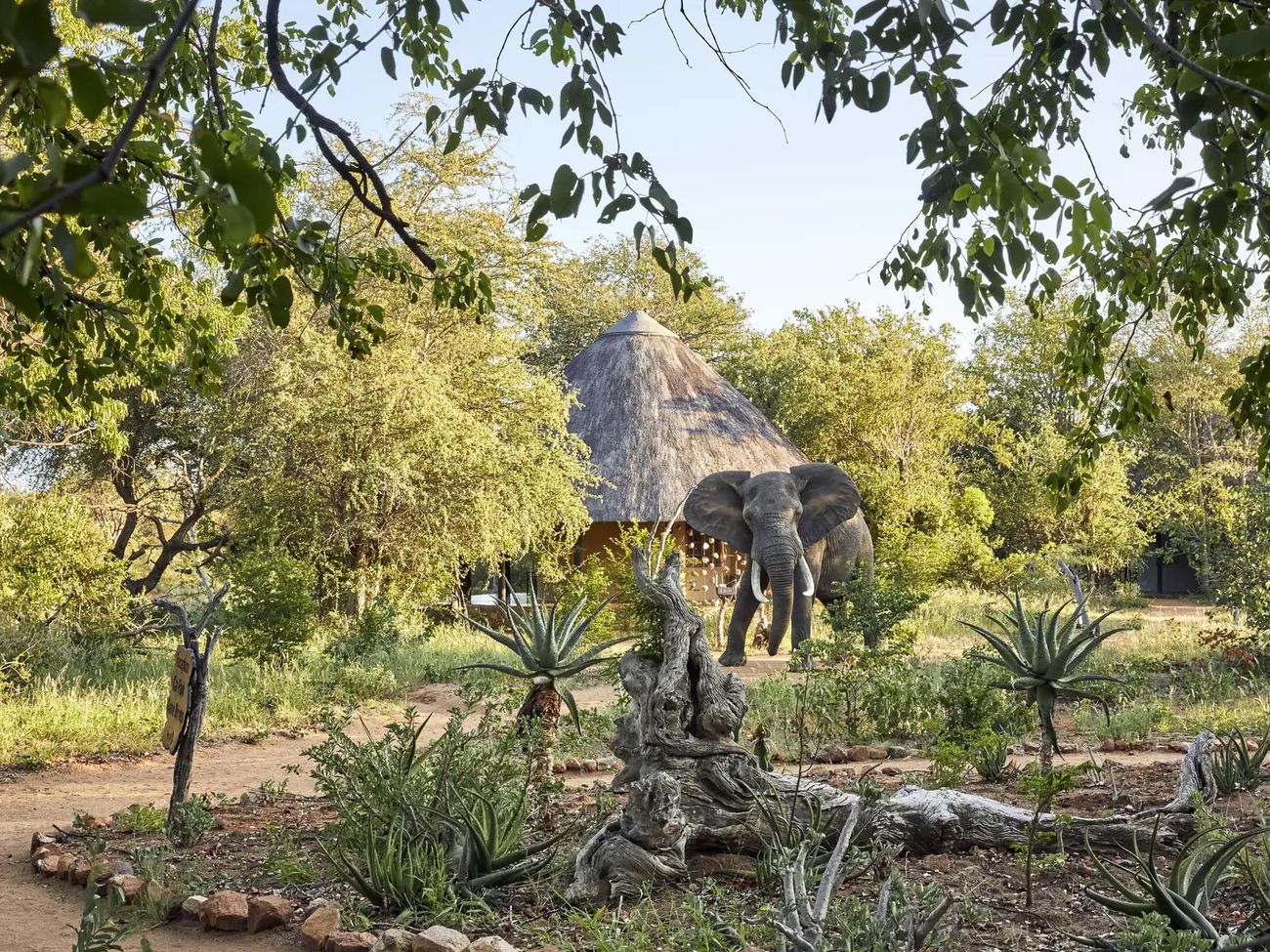 Motswari Private Game Reserve