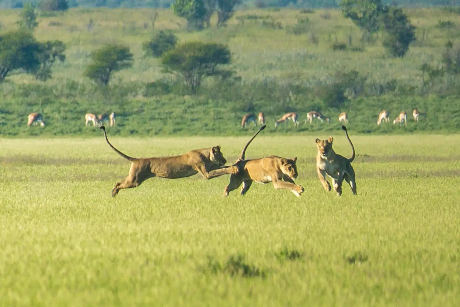 Tau Pan Camp