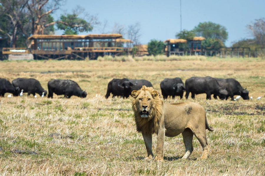 Shumba Safari Camp