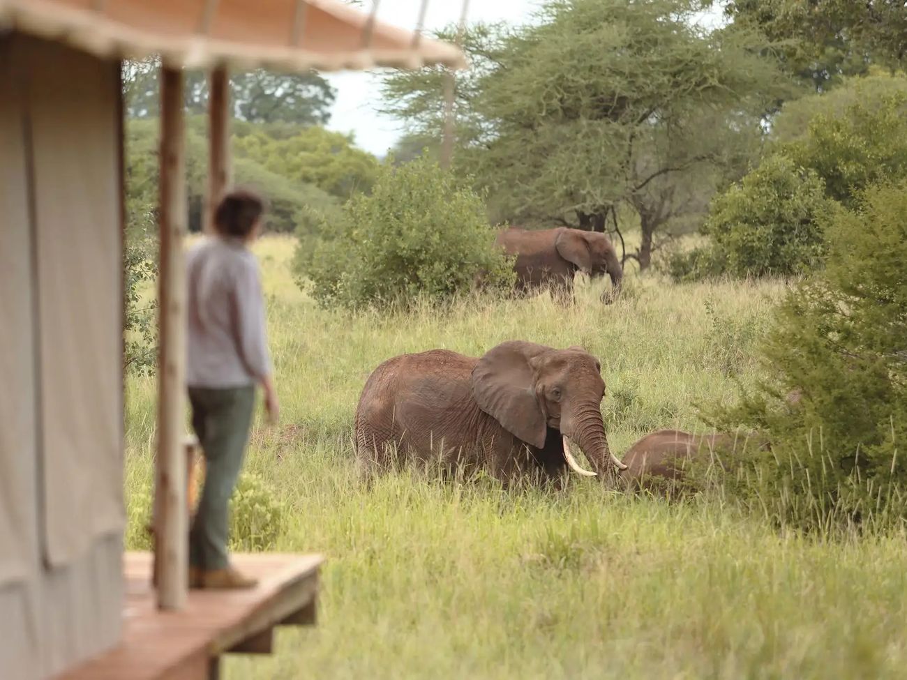 Tarangire Ndovu Tented Camp