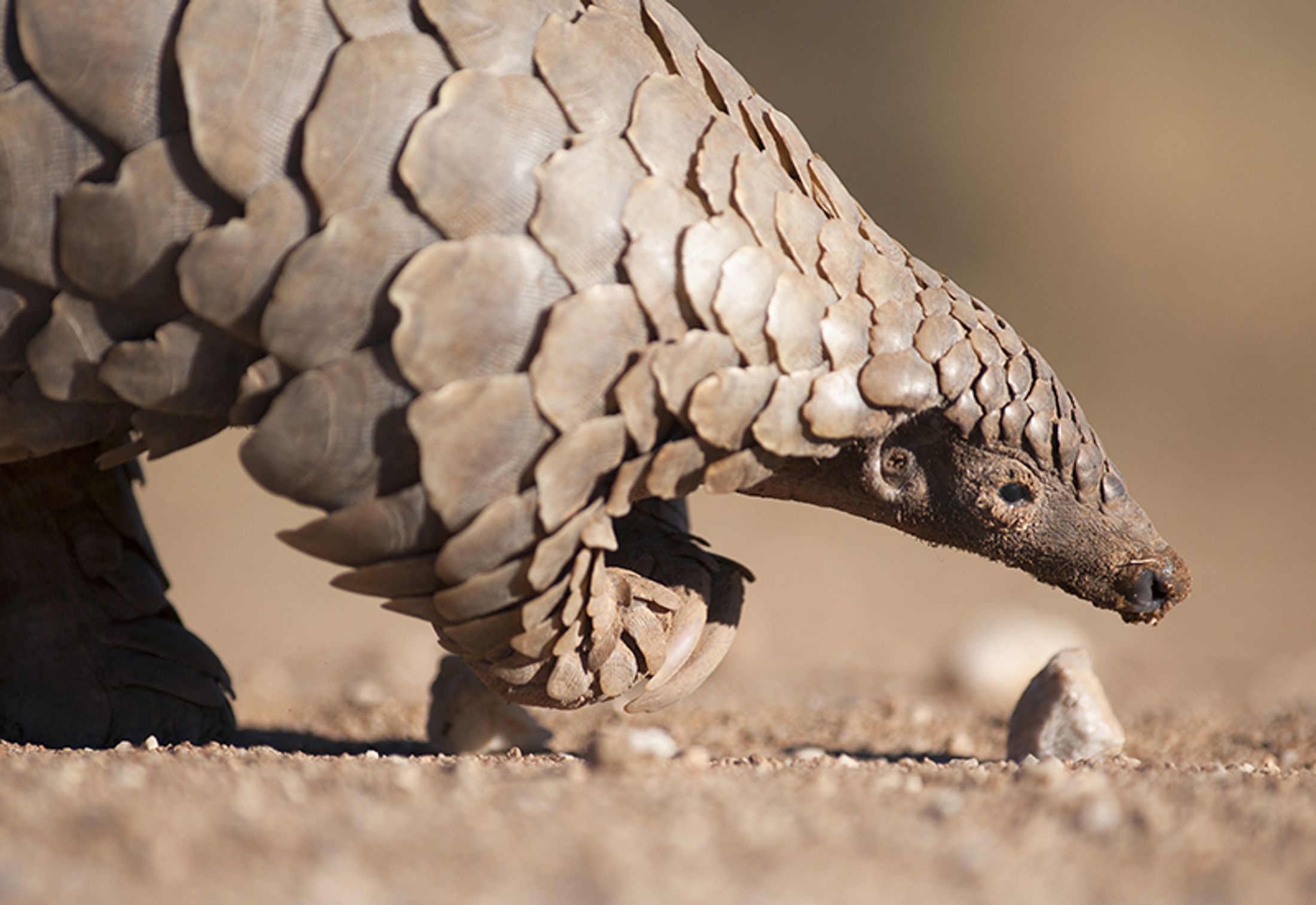Top 5 Conservation Experiences In Africa