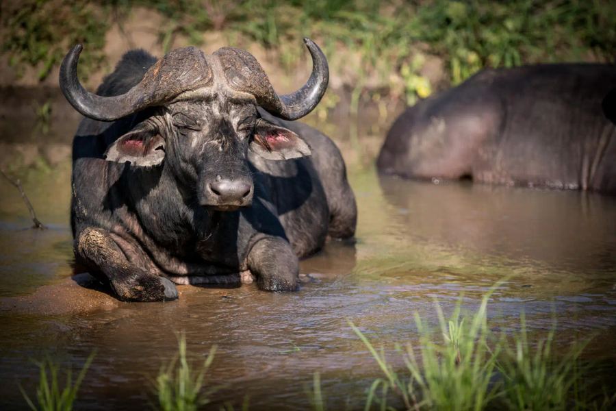5 Day Timbavati Bush Adventure - All Inclusive Promotion