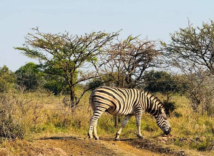 Our guests from the US had an unforgettable family safari at Phinda Mountain Lodge in KwaZulu-Natal, where they enjoyed exceptional game viewing on both game drives and guided bush walks.