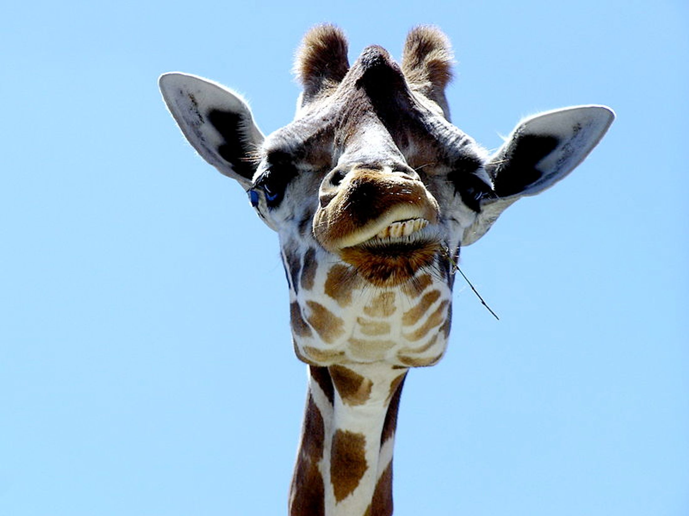 Our Favourite Safari Images of 2017