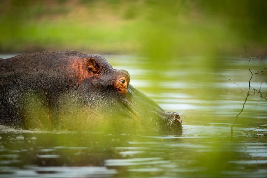 5-Day Singita Kruger Park Promotion