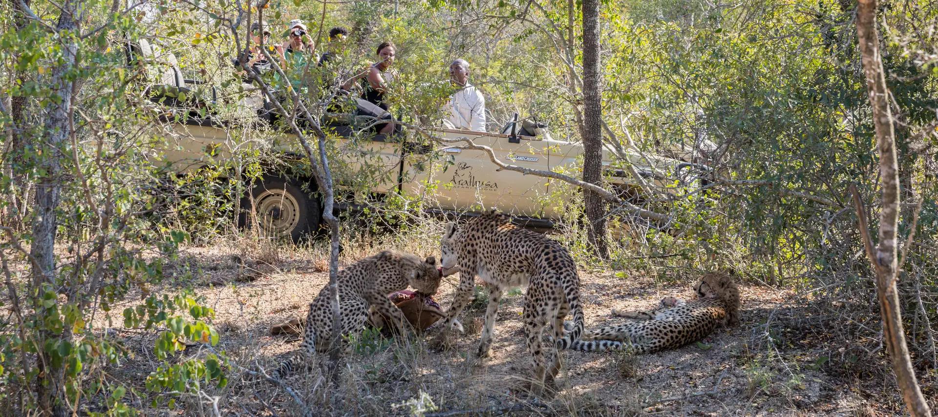 5-Day All-Inclusive Sabi Sand North to South Safari