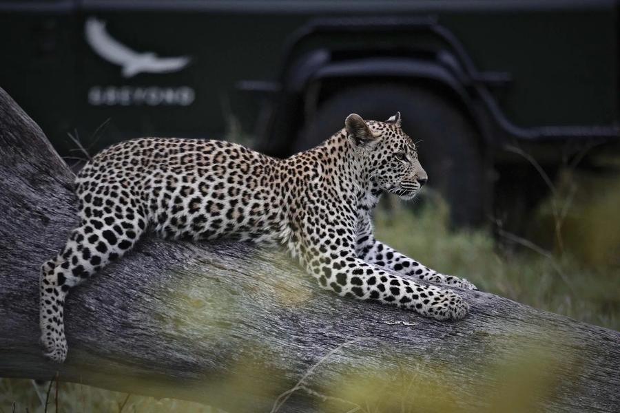 4 Day Fly-in Kirkman’s Kamp All-inclusive Safari