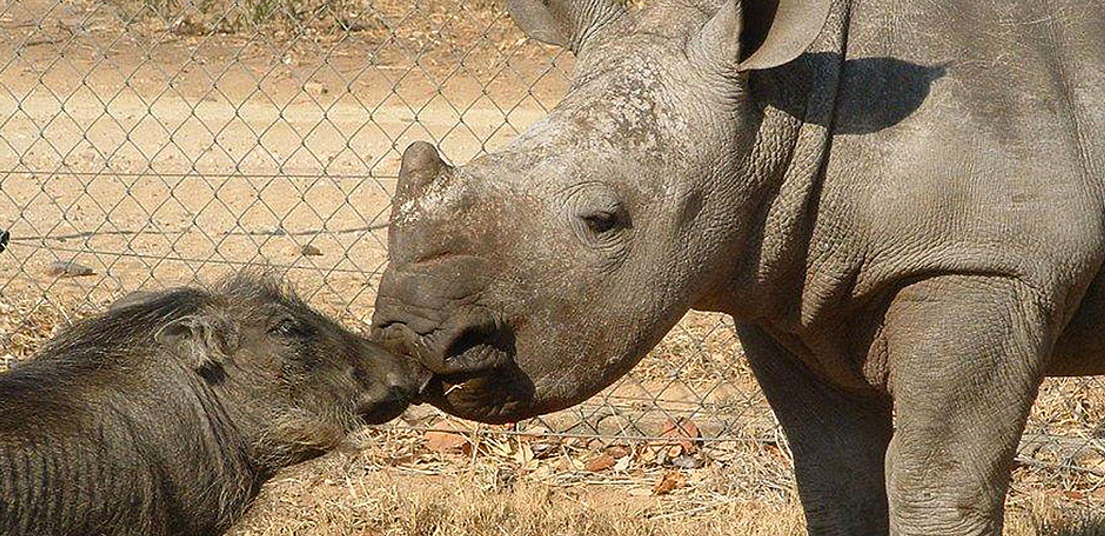 How to Choose an Ethical Safari