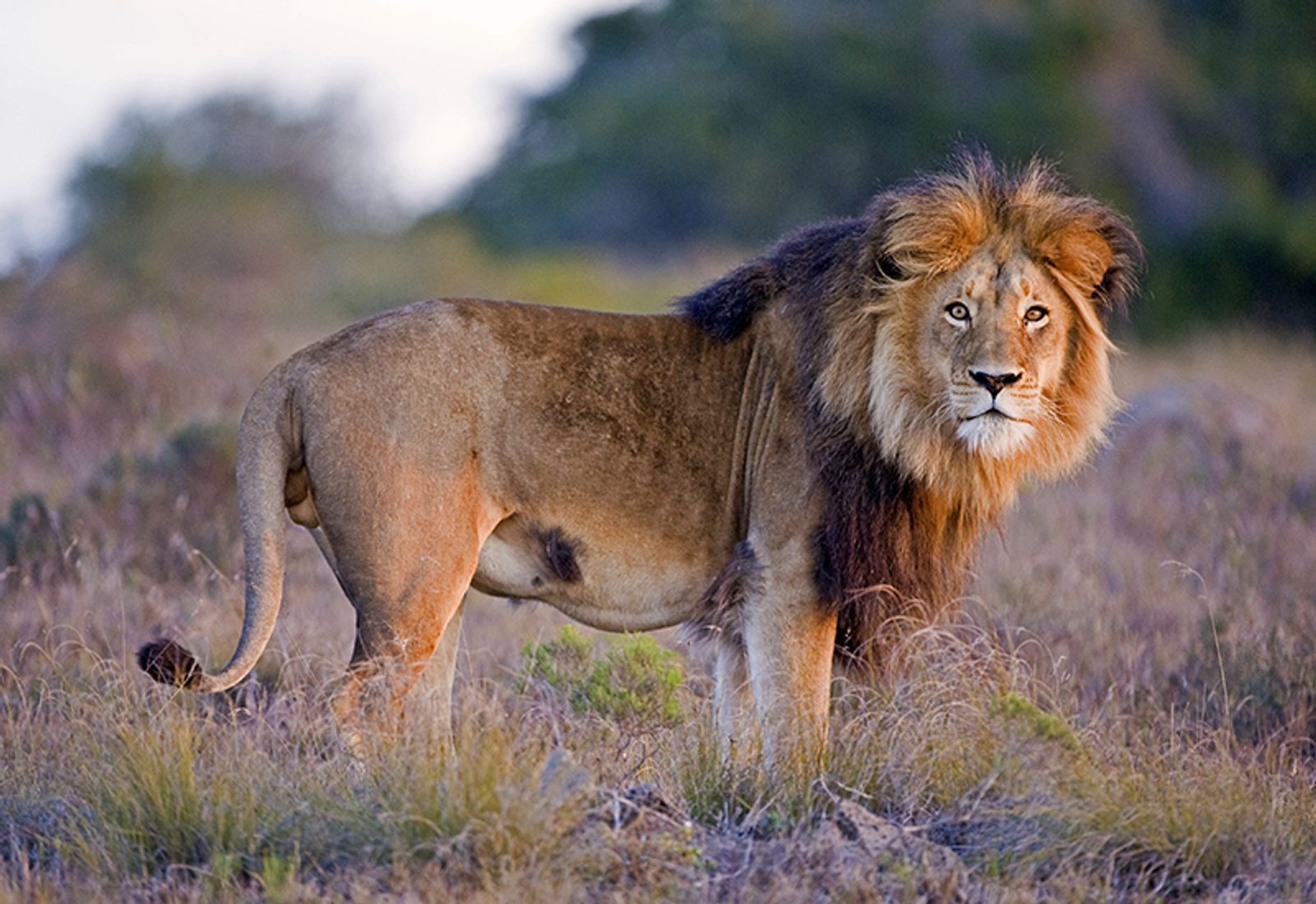 Male African lion - animals in Botswana