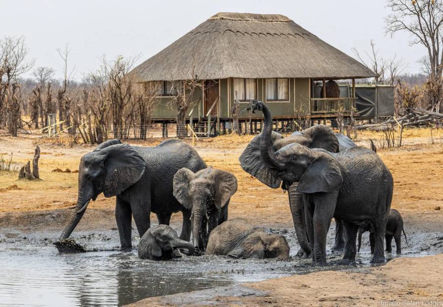 5-Day Hwange Safari Experience