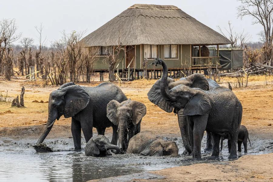 5-Day Hwange Safari Experience